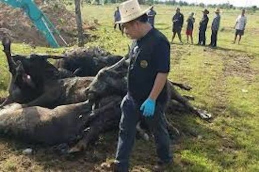 Buffalo deaths in Thailand