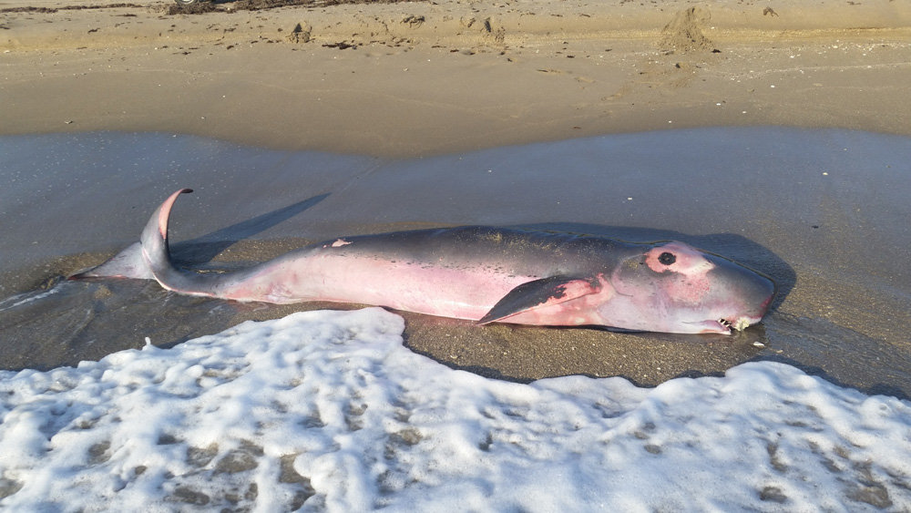 A Pygmy sperm whale, similar to this, was found dead on the same beach. 