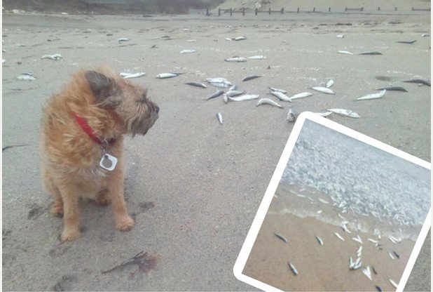 Edward Bol's dog Max looks at the dead fish on Pentwean beach near St Austell.
