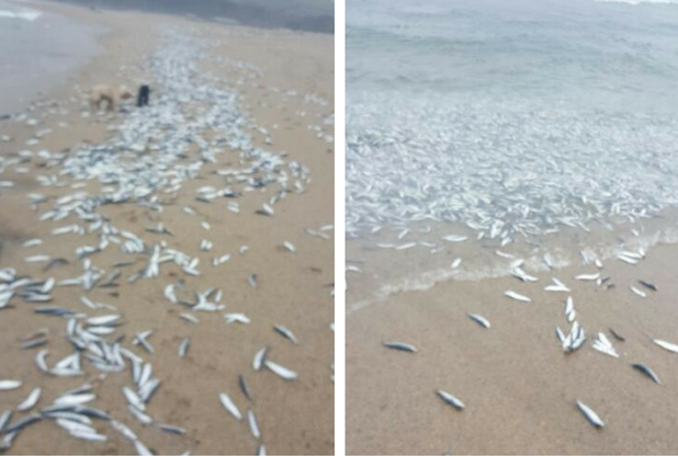 These photos show that thousands of fish have washed up.