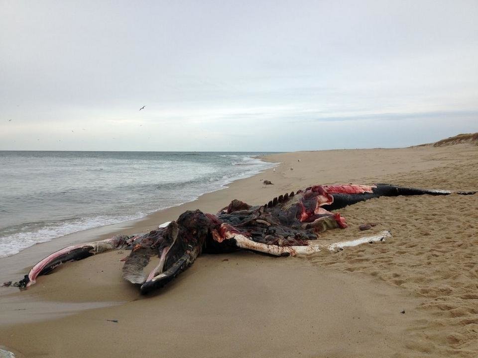 Dead humpback whale on High Head Beach