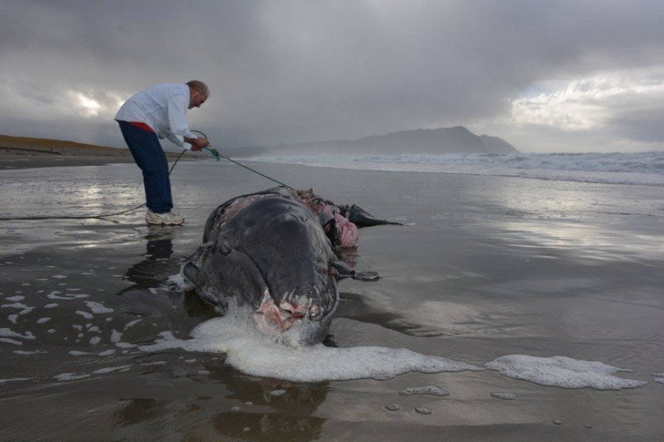 A gray whale calf washed ashore on Dec. 12, 2016 in Gearheart. 
