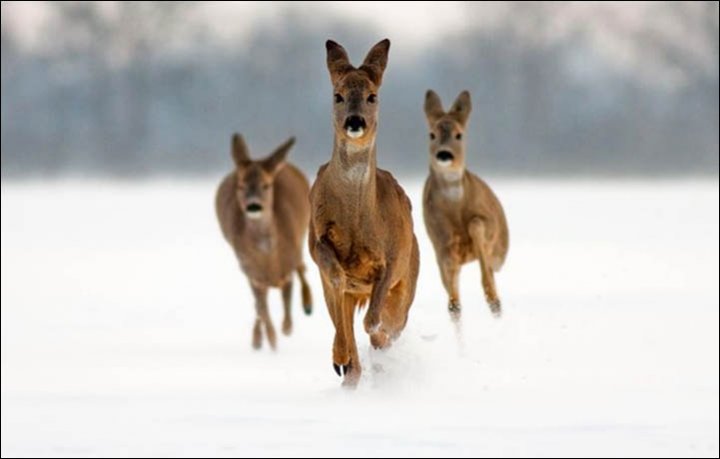At the beginning of 2016, an estimated 25,000 roe deer were in the Altai region, but there is a threat of a new wipe out. 