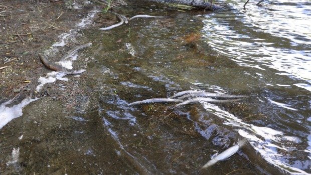 Dead eels at Lake Tutira this week. Hawke's Bay Regional Council is investigating.