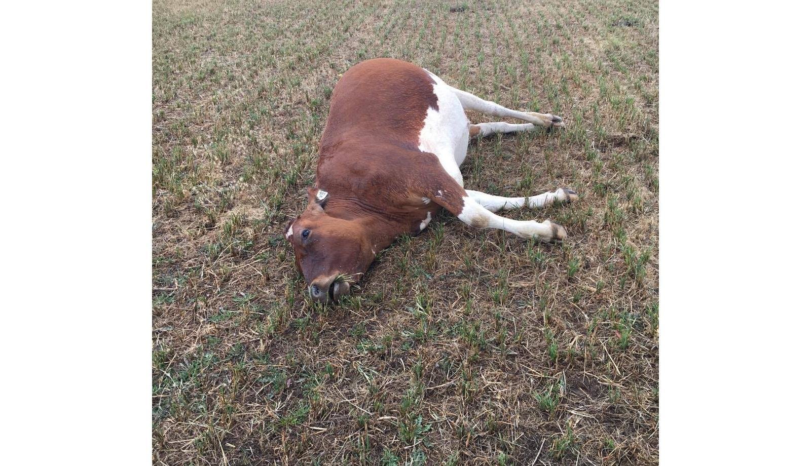 One of the cows which died in the lightning strike