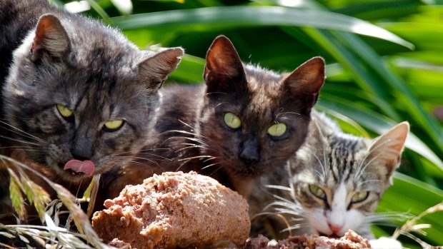 hree wild or feral cats attacked a Taupo woman and her dog while they were out walking. These are not the cats.