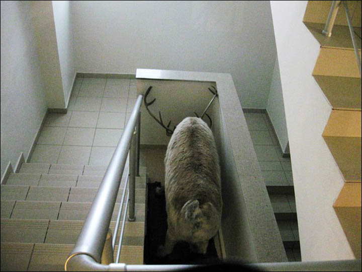 A horse was taken the stairwell of an apartment block in Nefteyugansk. And in Tarko-Sale, a reindeer. 