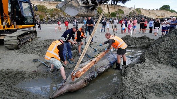 The gray's beaked whale beached itself in Caroline Bay on late Monday night and had to be removed on Tuesday.