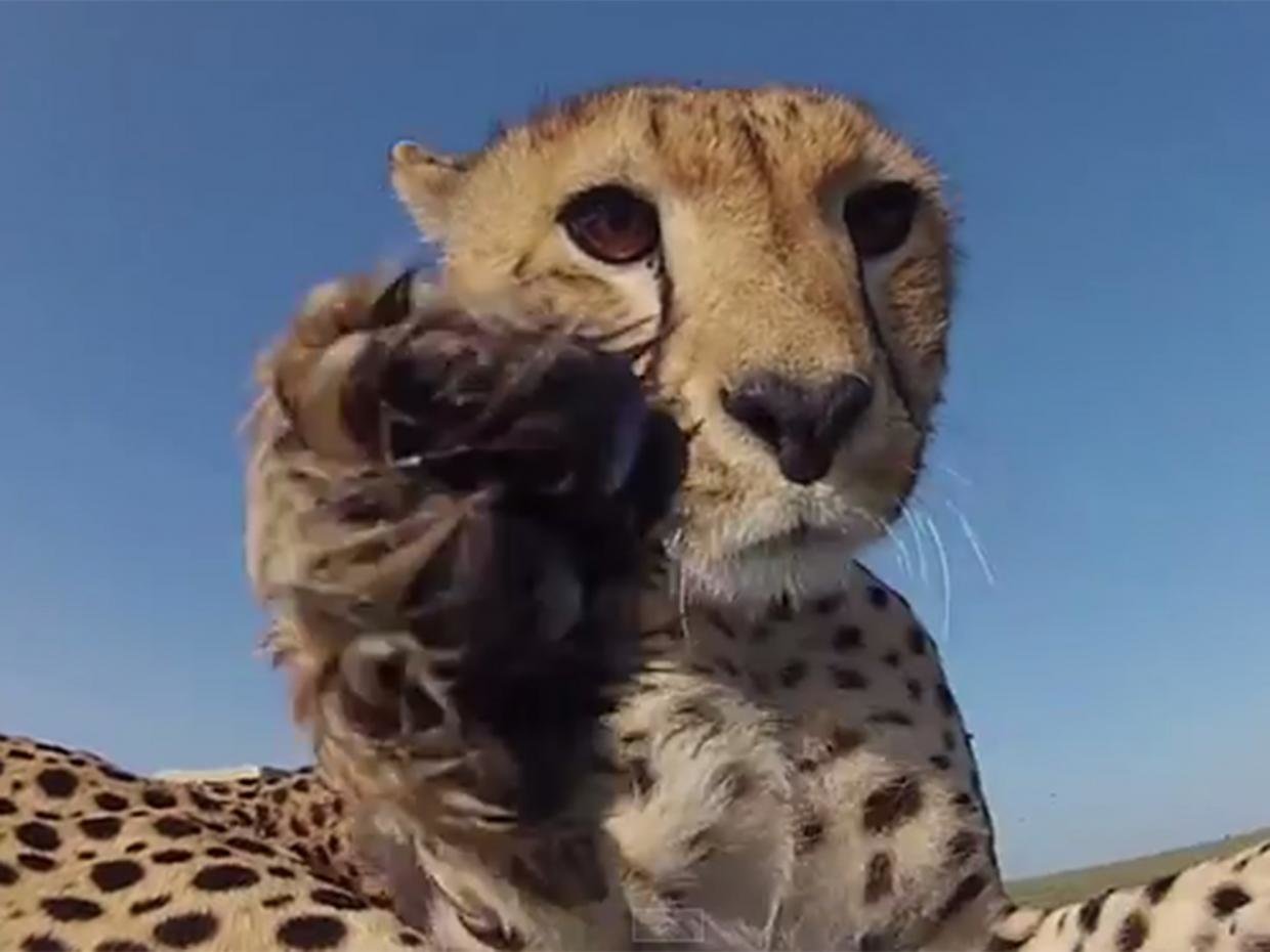 The male cheetah cub spots the GoPro camera 