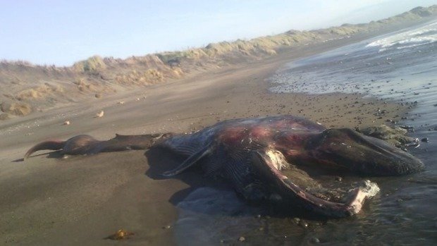 Carl Linnell walked up on a washed-up whale near New Plymouth.