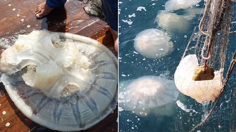 Unusual jellyfish blooms affecting fishing activities in coastal areas