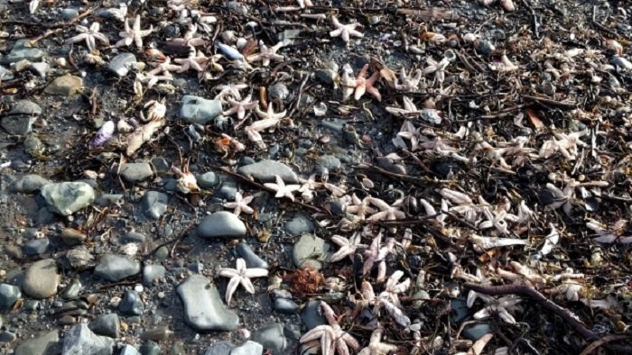 Dead Starfishes