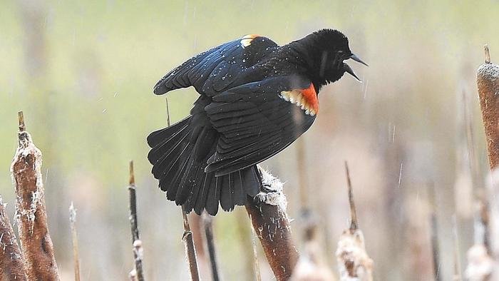 Dozens of blackbirds similar to this one apparently fell from the sky on the Route 22 median Friday afternoon, according to state police and multiple witnesses who drove through the area.