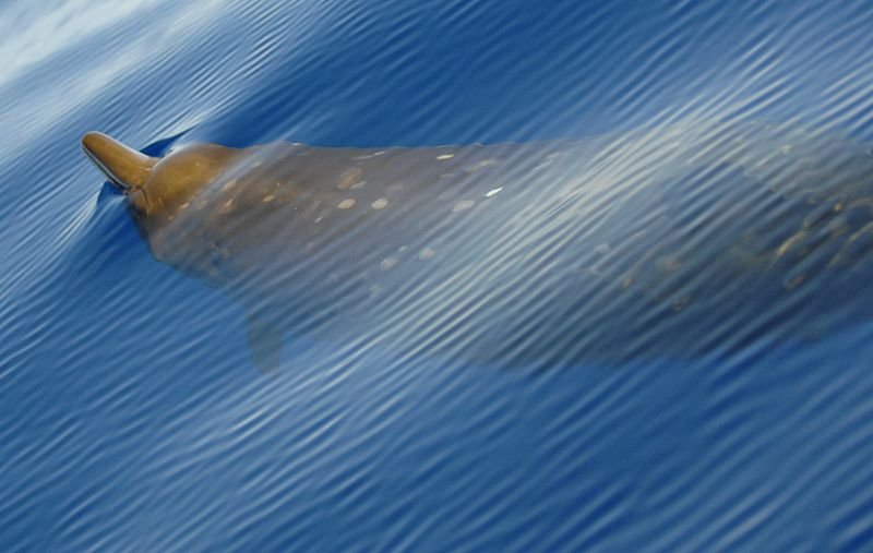 A Blainville beaked whale 