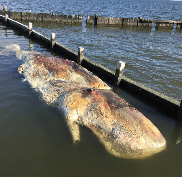Capt. Travis Lovell took pictures of a rotting whale carcass he ran across last week in southern Terrebonne Parish