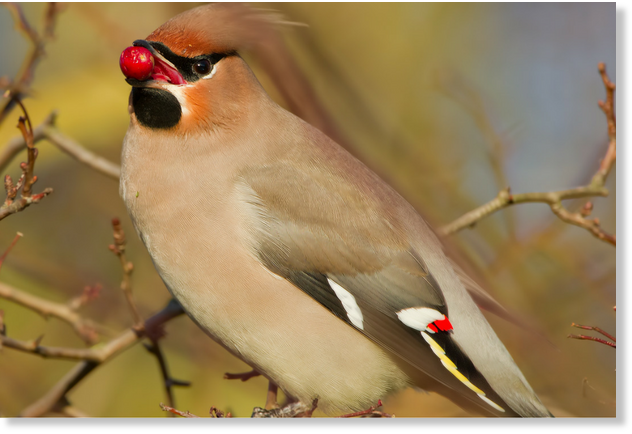 Rare waxwing birds from abroad that signal harsh winter seen across Gloucestershire, UK as temperatures plummet
