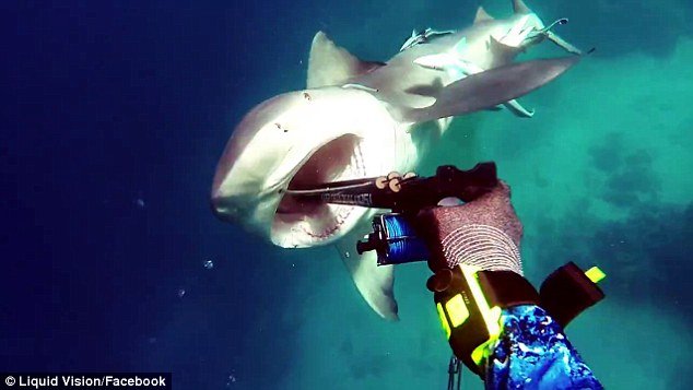 This is the moment diver Kerry Daniel, 35, was almost eaten by a bull shark after the predator charged at him while in the water off the coast of North Queensland