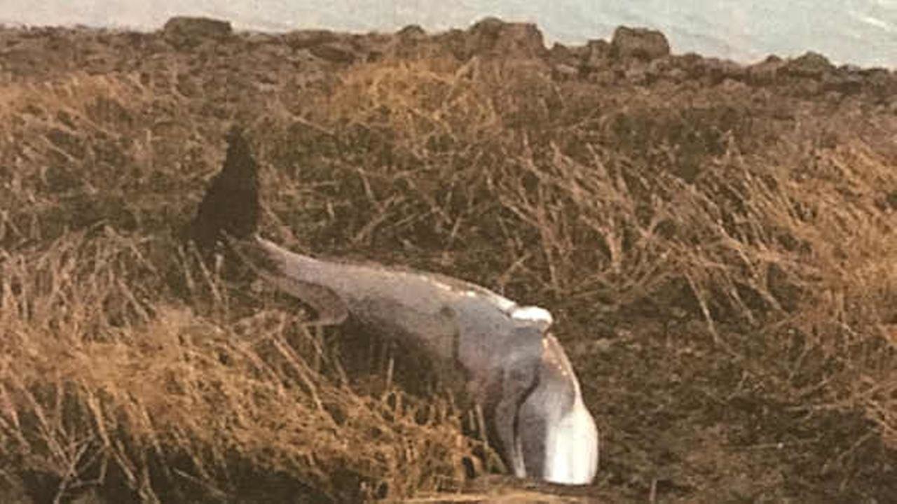 Dead minke whale washes ashore in Flushing Bay