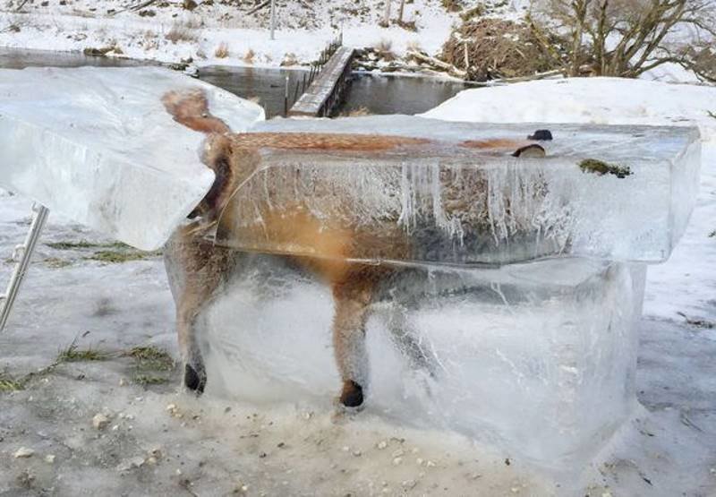 Nature is harsh: Perfectly frozen fox is eerie reminder of that