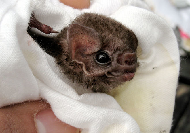 A hairy-legged vampire bat (Diphylla ecaudata), captured in Mexico.