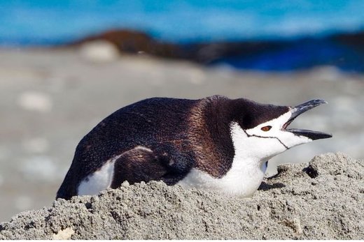 Chinstrap penguin makes rare 1500-kilometre trip from Antarctica to Macquarie Island