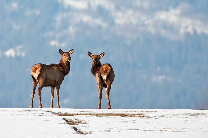 Two juvenile elk wander in a field 