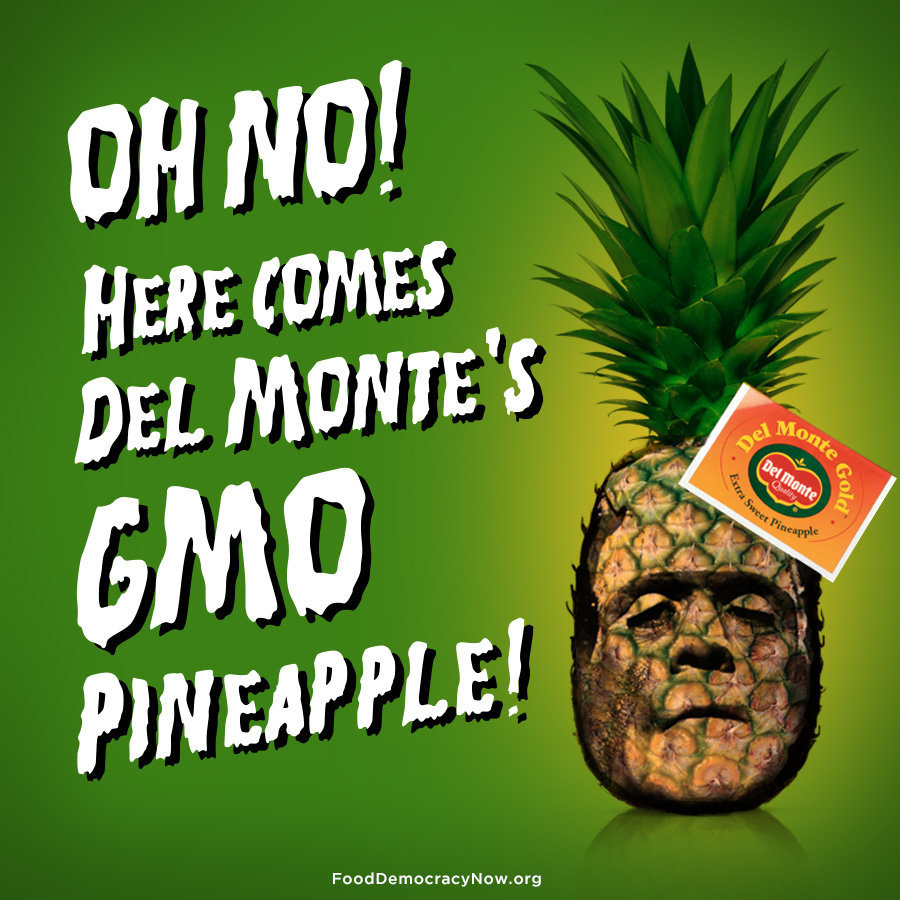 FDA approves new GMO pineapple despite lack of safety testing