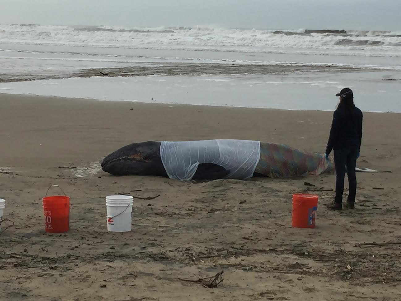 The beached whale was reported to officials at around 7:00 a.m. Tuesday.