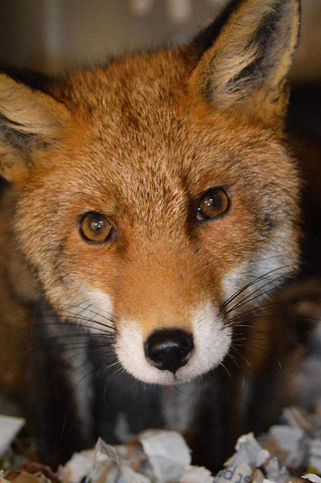 This fox severed a man’s ear as he slept on a park bench 