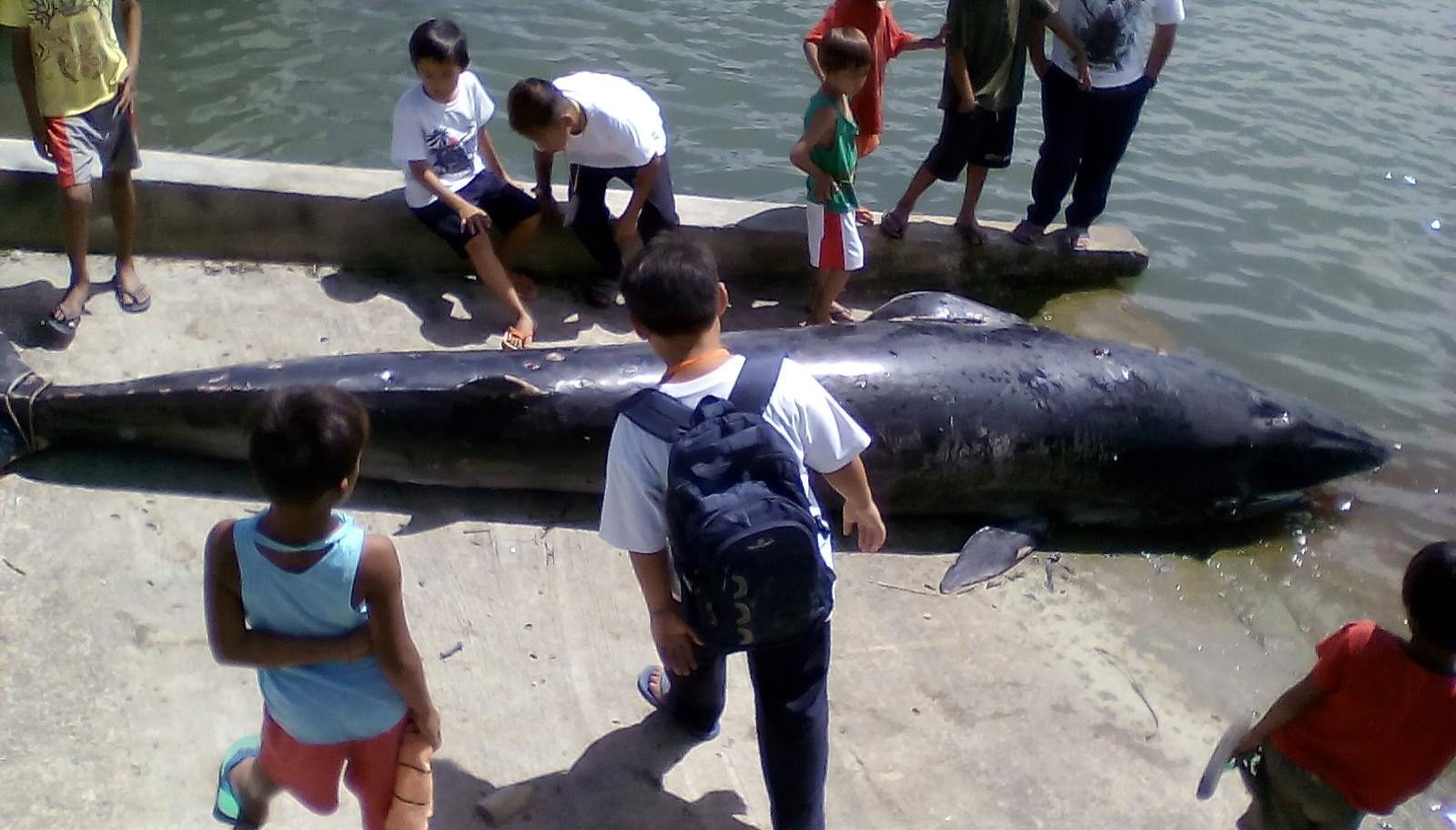 Joint personnel of the Coast Guard Sub-Station (CGSS) Buenavista and the Guimaras Environment and Natural Resources Office (GENRO) hauled the 500 kilogram dead sperm whale to MacArthur’s Wharf. 