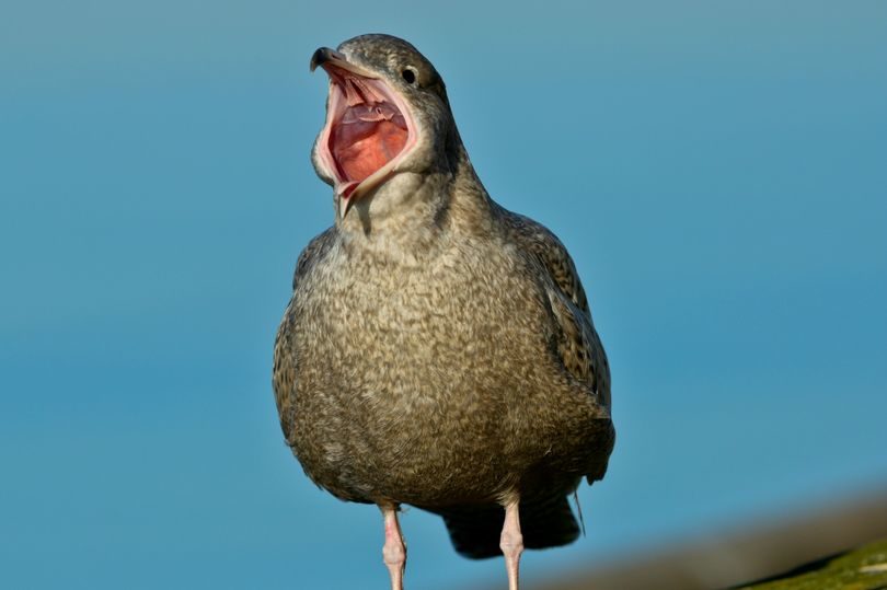 A juvenile Glaucous Gull announces its arrival 