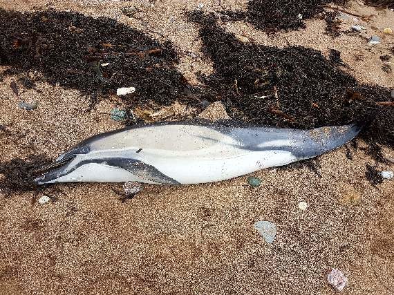 The dolphin that washed up on Yarmer Sands, Thurlestone