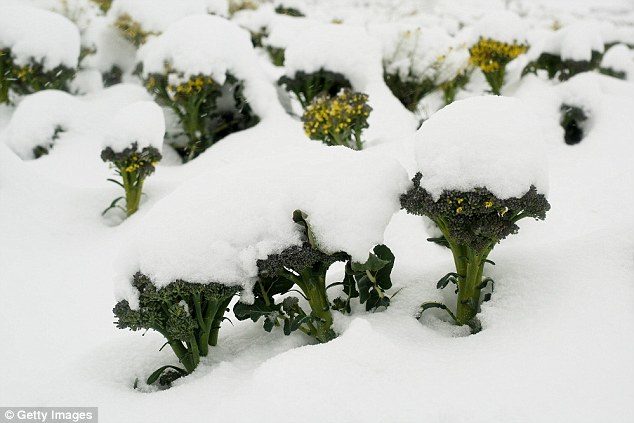 Stunning pictures from Murcia in southern Spain capture the scale of the problem as whole fields of broccoli and lettuce lie buried in snow