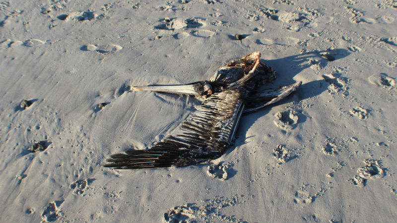 Approximately 20 dead pelicans and ganets were found on Caswell Beach. 