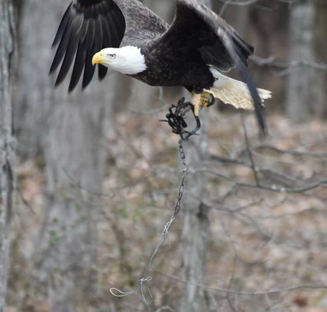 A mature eagle, shown in a photo provided to wildlife rehabilitator Wendy Ebersole Looker, is flying in the Gettysburg area with its talons caught in a small-game leg trap.