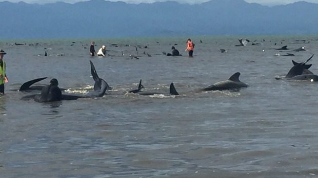 Stranded whales at Farewell Spit