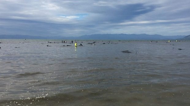 Farewell Spit Whale stranding