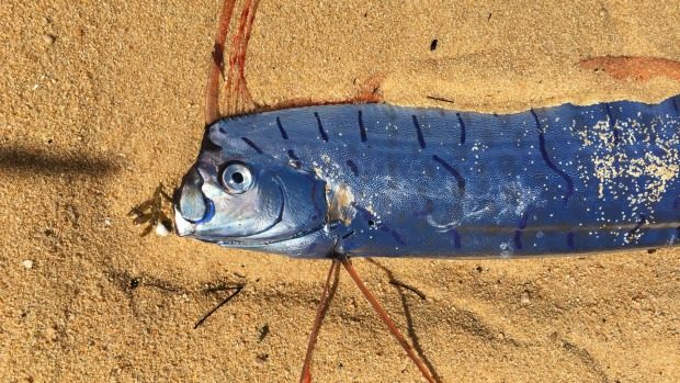 The oarfish that washed up on Waiharakeke Beach in Abel Tasman National Park. 