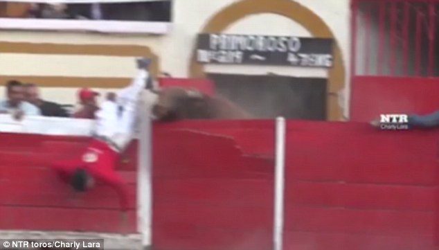 'Inolvidable' flings the bull fighter into the ring where he got attacked by the other rampaging bovine 
