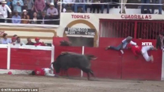 Click to enlarge Spanish bull-fighter Adolfo Ramírez about to get gored by he 'Primoroso', which translates to the exquisite one