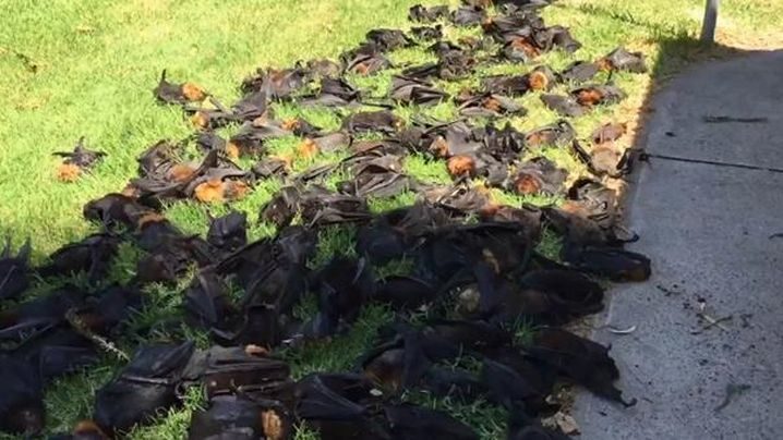 Some of the bats were found lifeless hanging from the trees, while others littered the grounds of the town's central park. 