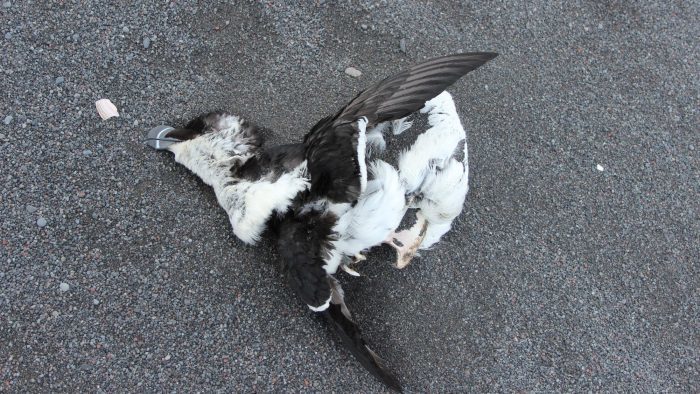 Dead seabird