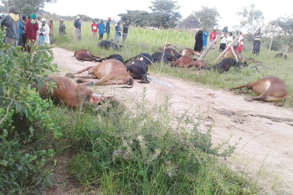 Chikomba villagers mill around 18 head of cattle that died after they were struck by lighting on Saturday