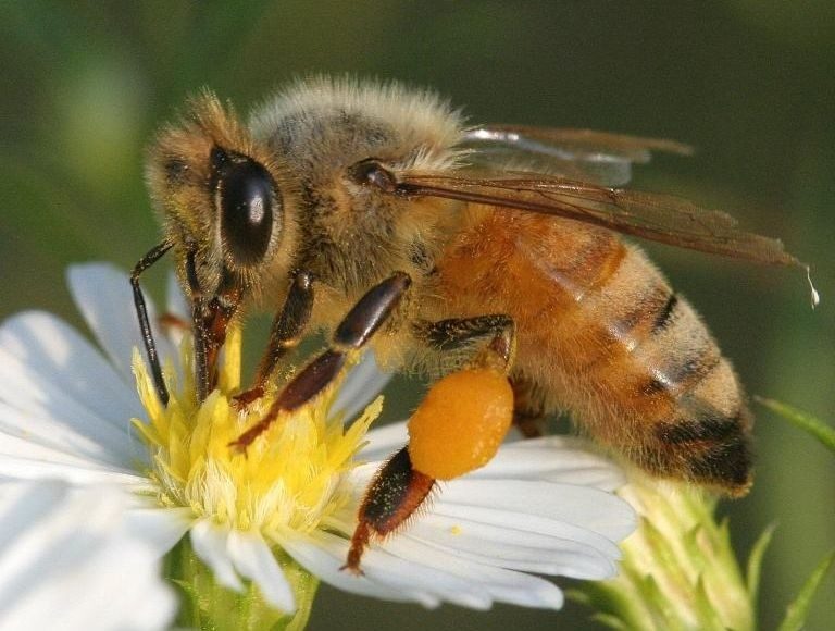 Honey bee