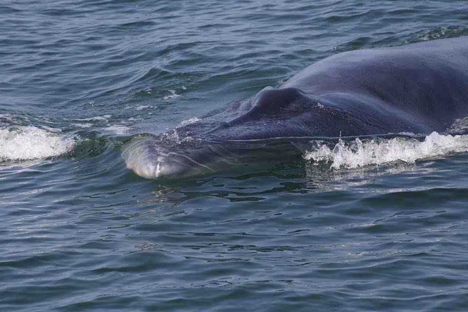 File photo of Bruda whale seen in Prachuap Khiri Khan waters