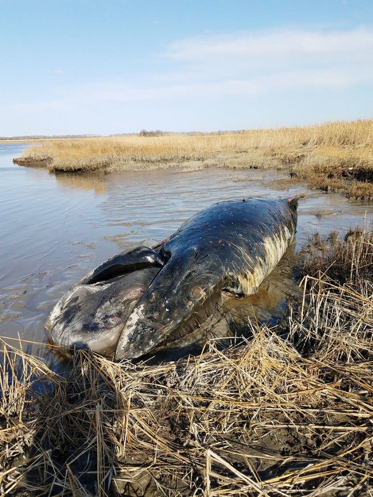 A humpback whale which had been seen in the Delaware Bay has been found dead in the Cohansey River in Cumberland County. The whale is seen along the river shoreline Saturday, Feb. 25, 2017. 
