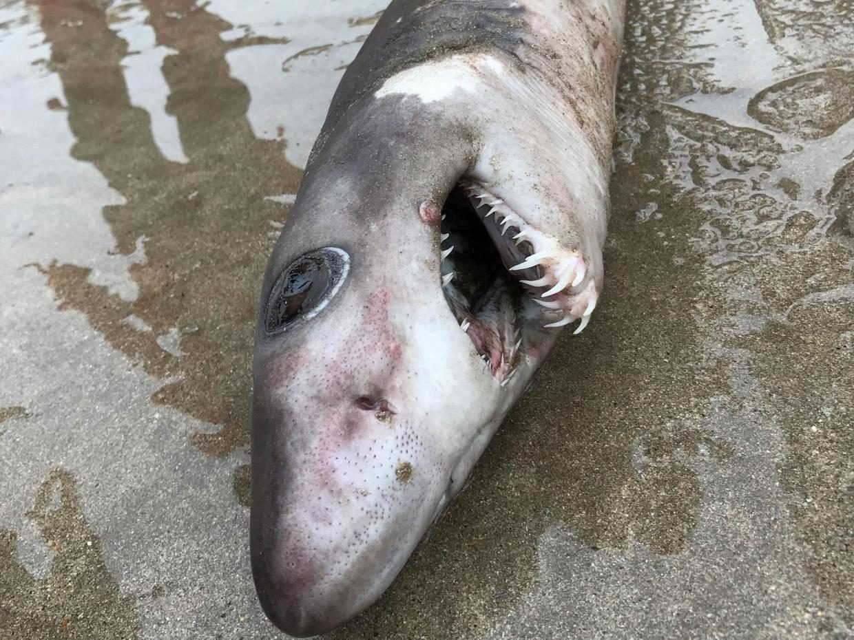 The animal was found dead on a beach at Hope Cove near Plymouth 