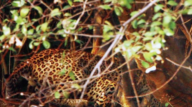 The leopard that terrorised Kannur city hides in the bushes after attacking a youth at Thaytheruvu on Sunday. 