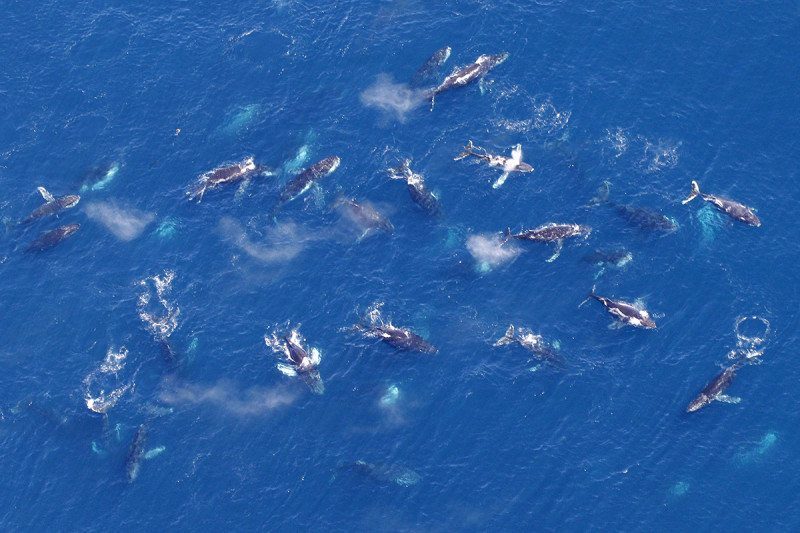 Humpbacks Whales