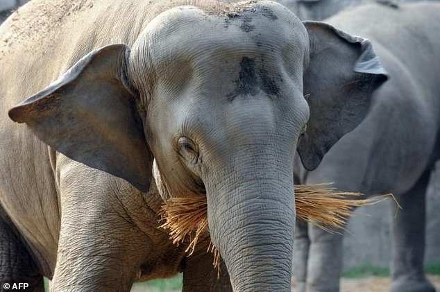 An elephant killed its trainer with a swish of its trunk at a Japanese zoo today. Indian elephants can grow to 6.4 metres in length and 3.5 metres in height (stock image)